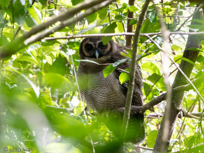 Brown Wood Owl - Bruine Bosuil - Strix leptogrammica