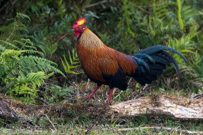 Sri Lanka Junglefowl - Ceylonhoen - Gallus lafayetti