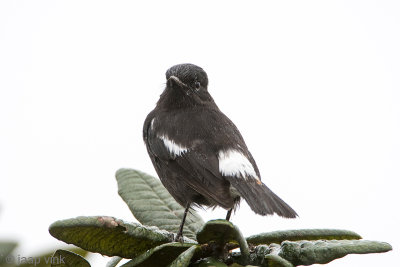 Pied Bushchat - Zwarte Roodborsttapuit - Saxicola caprata