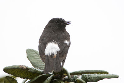 Pied Bushchat - Zwarte Roodborsttapuit - Saxicola caprata