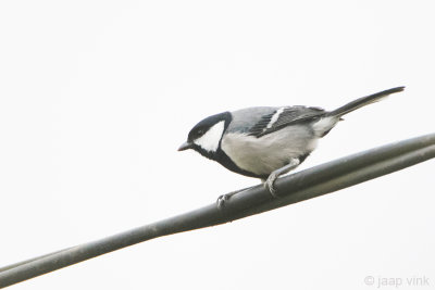 Great Tit - Koolmees - Parus major mahrattarum