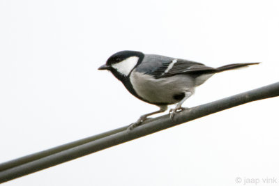 Great Tit - Koolmees - Parus major mahrattarum