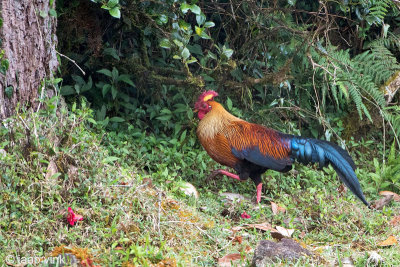 Sri Lanka Junglefowl - Ceylonhoen - Gallus lafayetti