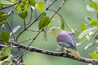 Sri Lanka Green Pigeon - Ceylonpapegaaiduif - Treron pompadora