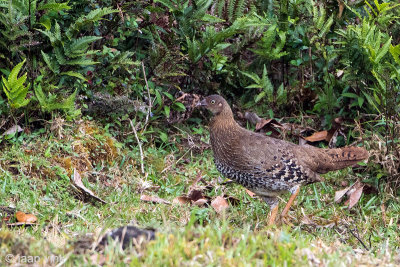 Sri Lanka Junglefowl - Ceylonhoen - Gallus lafayetti