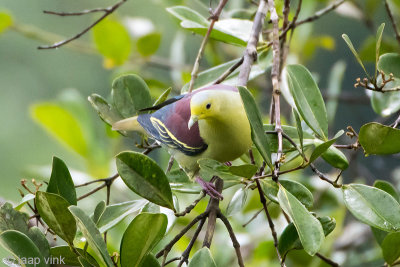 Sri Lanka Green Pigeon - Ceylonpapegaaiduif - Treron pompadora