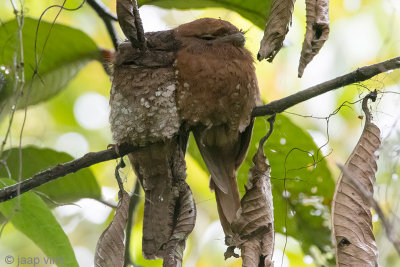 Sri Lanka Frogmouth - Ceylonkikkerbek - Batrachostomus moniliger