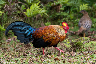 Sri Lanka Junglefowl - Ceylonhoen - Gallus lafayetti