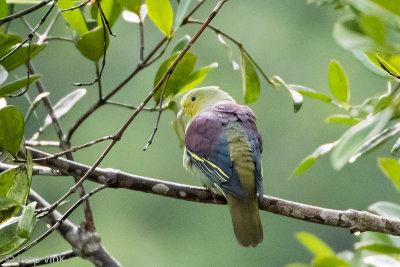 Sri Lanka Green Pigeon - Ceylonpapegaaiduif - Treron pompadora