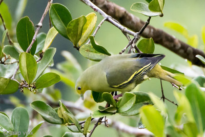 Sri Lanka Green Pigeon - Ceylonpapegaaiduif - Treron pompadora