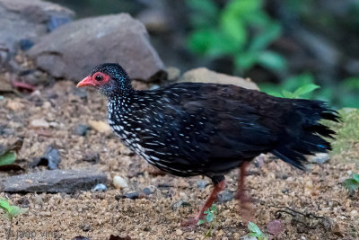 Sri Lanka Spurfowl - Ceylondwergfazant - Galloperdix bicalcarata