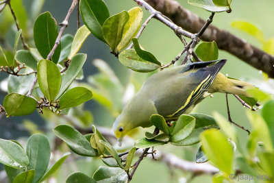 Sri Lanka Green Pigeon - Ceylonpapegaaiduif - Treron pompadora