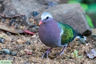 Emerald Dove - Smaragdduif - Chalcophaps indica robinsoni