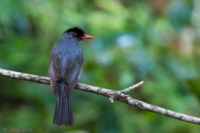 Square-tailed Bulbul - Ghats Buulbuul - Hypsipetes ganeesa humii