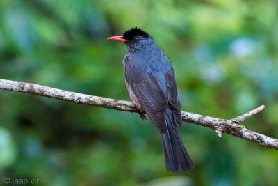 Square-tailed Bulbul - Ghats Buulbuul - Hypsipetes ganeesa humii