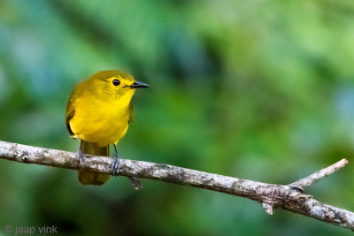 Yellow-browed Bulbul - Goudbrauwbuulbuul - Acritillas indica