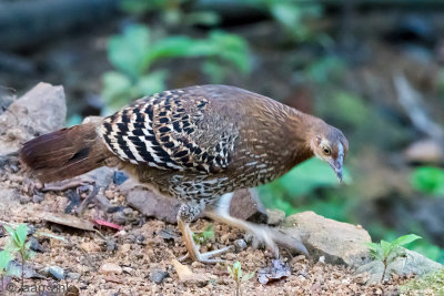 Sri Lanka Junglefowl - Ceylonhoen - Gallus lafayetti