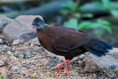 Sri Lanka Spurfowl - Ceylondwergfazant - Galloperdix bicalcarata