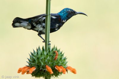 Loten's Sunbird - Lotens Honingzuiger - Nectarinia lotenia