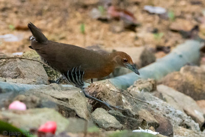 Slaty-legged Crake - Zwartpootral - Rallina eurizonoides