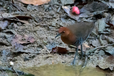 Slaty-legged Crake - Zwartpootral - Rallina eurizonoides