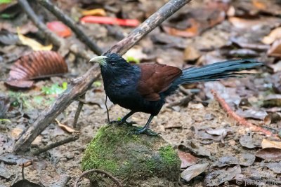 Green-billed Coucal - Ceylonspoorkoekoek - Centropus chlororhynchos