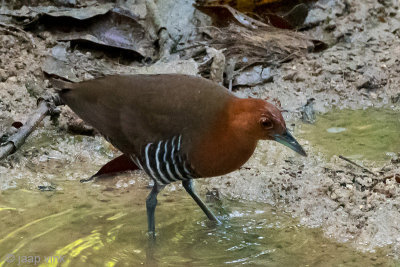 Slaty-legged Crake - Zwartpootral - Rallina eurizonoides