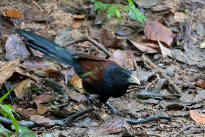 Green-billed Coucal - Ceylonspoorkoekoek - Centropus chlororhynchos