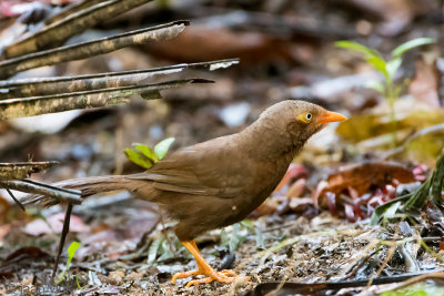 Orange-billed Babbler - Ceylonese Babbelaar - Turdoides rufescens