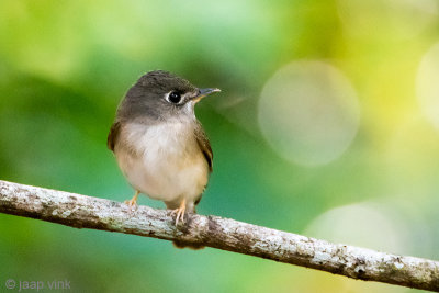 Brown-breasted Flycatcher - Bamboevliegenvanger - Muscicapa muttui