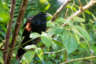 Green-billed Coucal - Ceylonspoorkoekoek - Centropus chlororhynchos