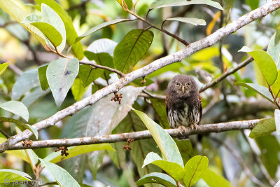 Chestnut-backed Owlet - Ceylonese Dwerguil - Glaucidium castanotum