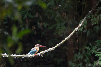 Stork-billed Kingfisher - Ooievaarsbekijsvogel - Pelargopsis capensis