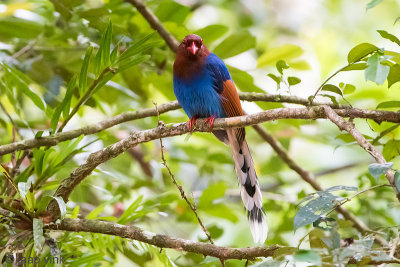 Sri Lanka Blue Magpie - Blauwe Kitta - Urocissa ornata