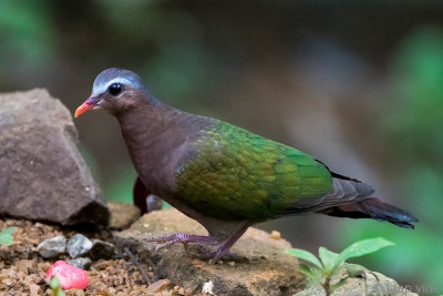 Emerald Dove - Smaragdduif - Chalcophaps indica robinsoni