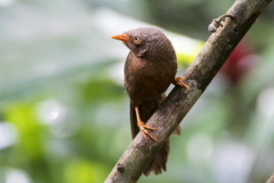 Orange-billed Babbler - Ceylonese Babbelaar - Turdoides rufescens