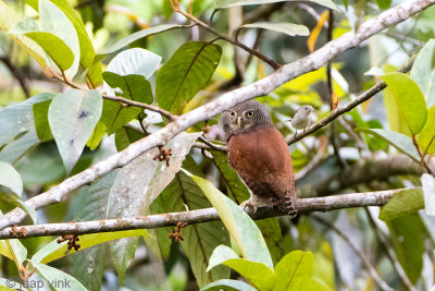 Chestnut-backed Owlet - Ceylonese Dwerguil - Glaucidium castanotum