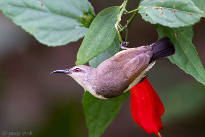 Loten's Sunbird - Lotens Honingzuiger - Nectarinia lotenia
