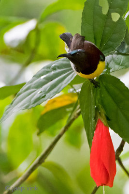 Purple-rumped Sunbird - Purperstuithoningzuiger - Leptocoma zeylonica