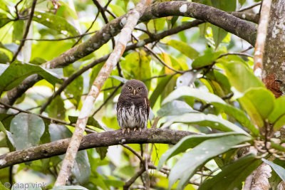 Chestnut-backed Owlet - Ceylonese Dwerguil - Glaucidium castanotum