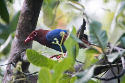 Sri Lanka Blue Magpie - Blauwe Kitta - Urocissa ornata