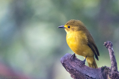 Yellow-browed Bulbul - Goudbrauwbuulbuul - Acritillas indica