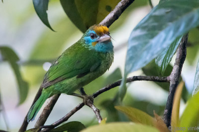 Yellow-fronted Barbet - Ceylonese Baardvogel - Psilopogon flavifrons