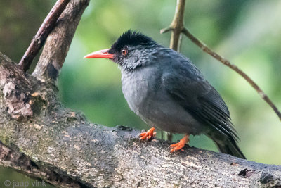 Square-tailed Bulbul - Ghats Buulbuul - Hypsipetes ganeesa humii