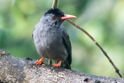 Square-tailed Bulbul - Ghats Buulbuul - Hypsipetes ganeesa humii