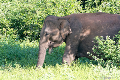 Sri Lankan Elephant - Ceylon-olifant - Elephas maximus maximus