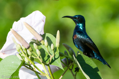 Loten's Sunbird - Lotens Honingzuiger - Nectarinia lotenia