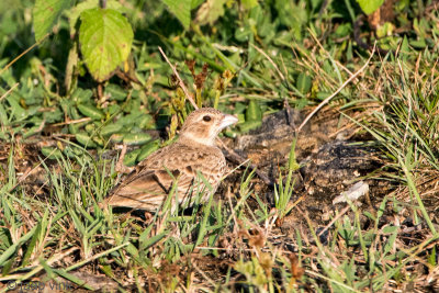 Jerdon's Bushlark - Jerdons Leeuwerik - Mirafra affinis