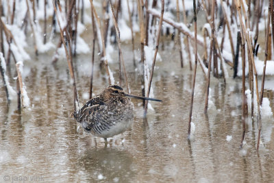 Common Snipe - Watersnip - Gallinago gallinagoo