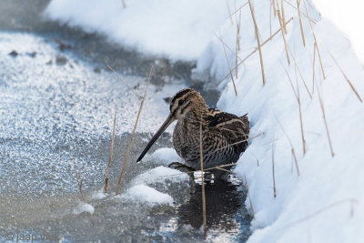 Common Snipe - Watersnip - Gallinago gallinagoo